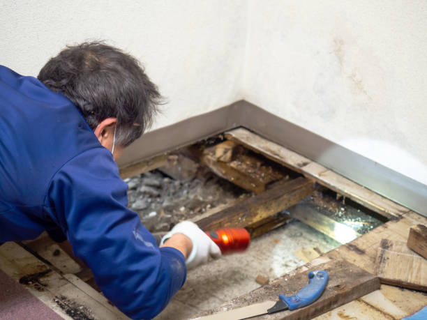Best Attic Mold Removal  in Laurel, MS