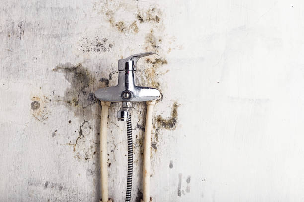 Best Local Mold Removal Service  in Laurel, MS