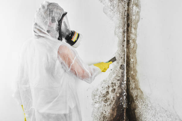 Best Crawl Space Mold Removal  in Laurel, MS