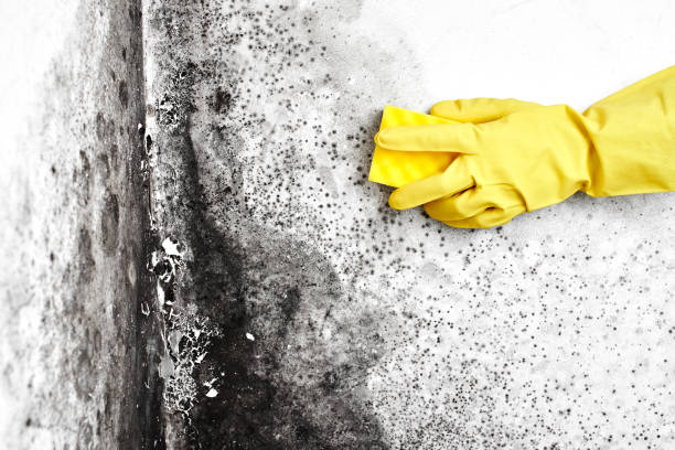 Mold Removal Process in Laurel, MS