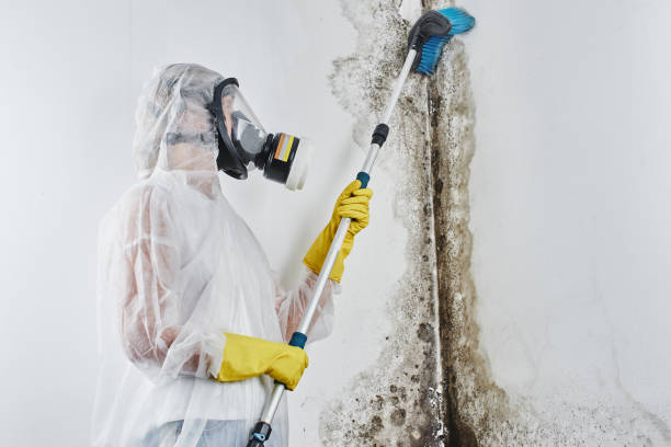 Best Certified Mold Removal  in Laurel, MS