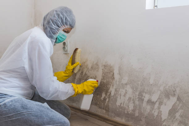Best Home Mold Removal  in Laurel, MS