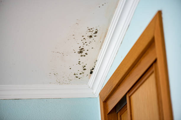 Best Mold Testing  in Laurel, MS