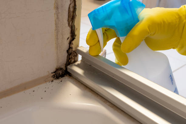 Best Commercial Mold Removal  in Laurel, MS