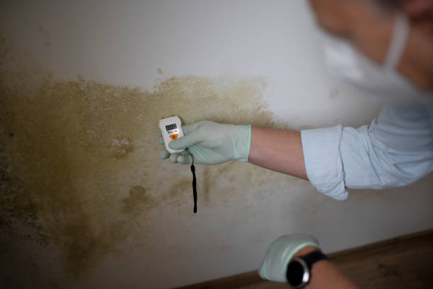 Attic Mold Removal in Laurel, MS