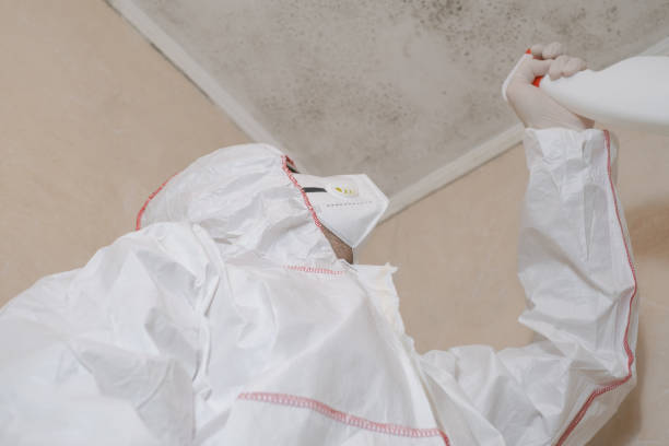 Best Home Mold Removal  in Laurel, MS