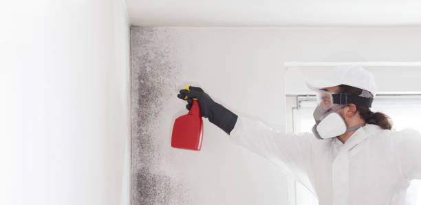 Best Black Mold Removal  in Laurel, MS