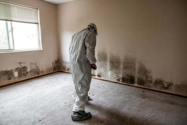 Best Mold Damage Repair  in Laurel, MS