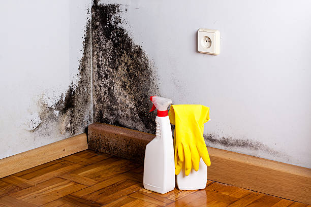 Best Same-Day Mold Removal  in Laurel, MS