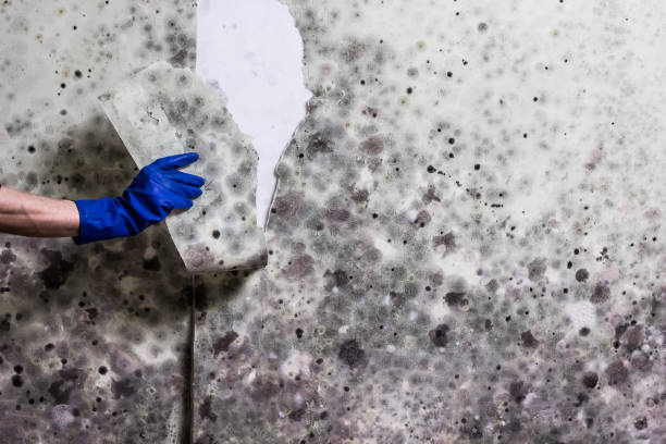 Best Water Damage Restoration  in Laurel, MS