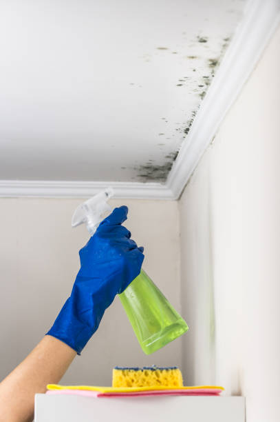 Certified Mold Removal in Laurel, MS
