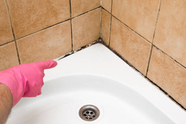  Laurel, MS Mold Removal Pros